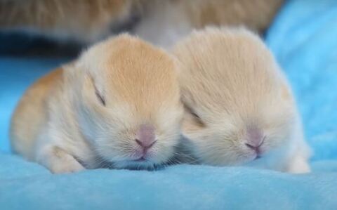 寄り添って寝る双子ちゃん