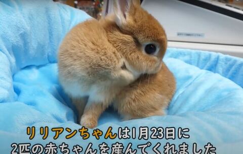 毛づくろいするリリアンちゃん