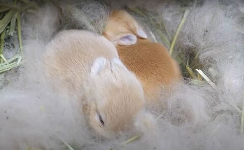 子どもたちが寝てる写真上から