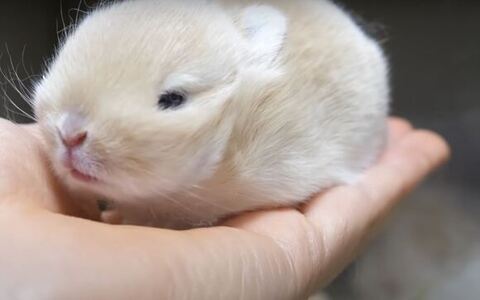 フォーンちゃん手のひら