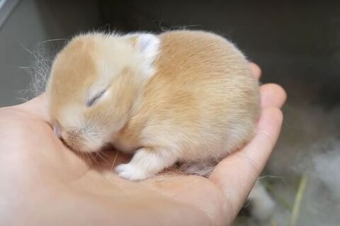 オレンジちゃん手のひら