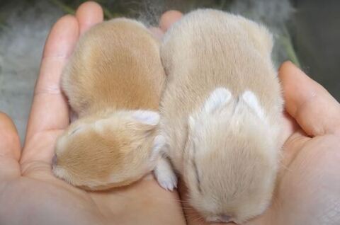 大きさ比べる2匹