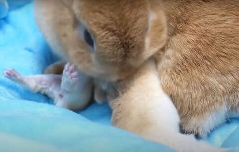 子どもを毛づくろいするママ