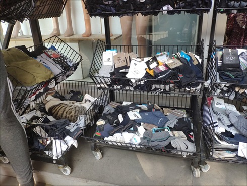 ジョージアの猫さん