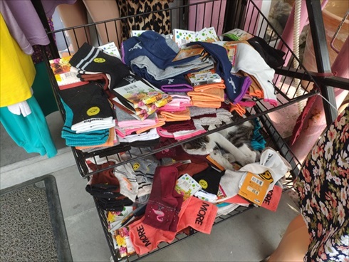 ジョージアの猫さん