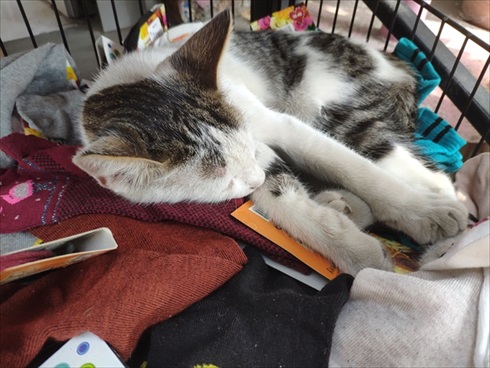 ジョージアの猫さん