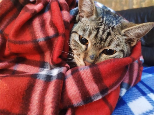 ジョージアの猫さん