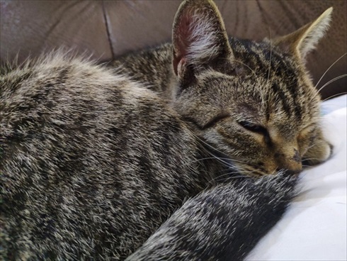 ジョージアの猫さん