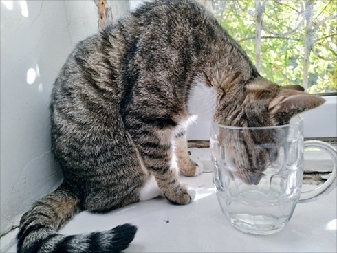 ジョージアの猫さん