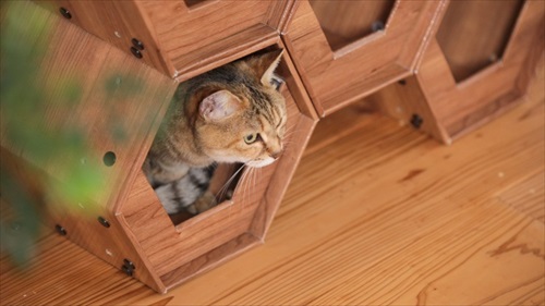 catcube