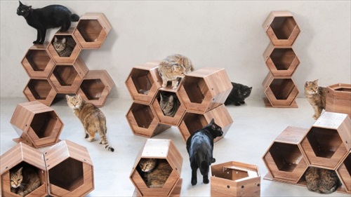 catcube
