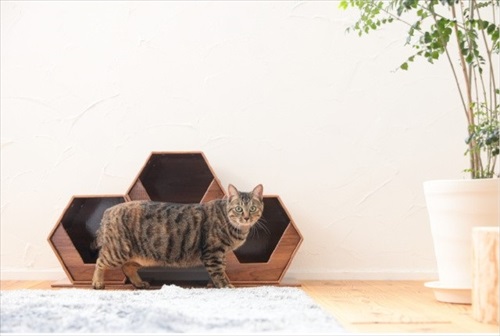 catcube
