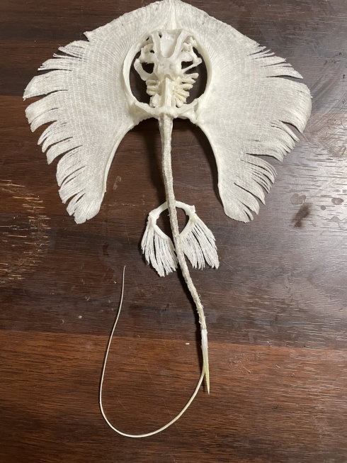 アカエイの全身骨格標本