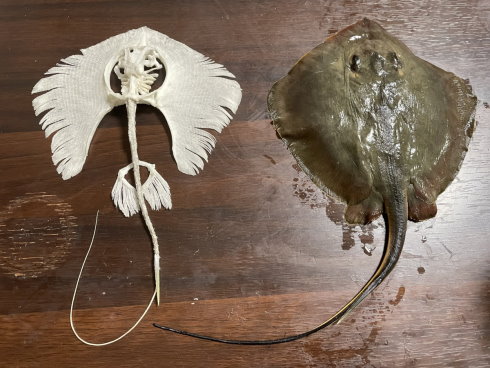 アカエイの全身骨格標本