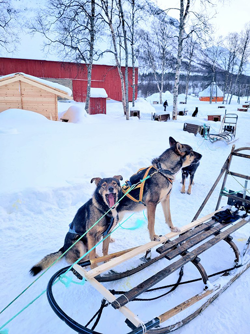 あくびをする犬ぞりワンコ