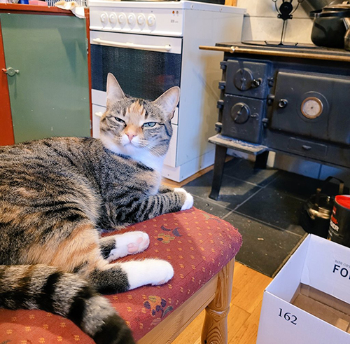 窓際の猫ちゃんアップ目