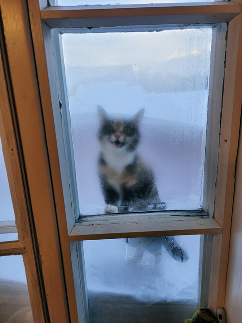 曇った窓ガラスと猫ちゃん