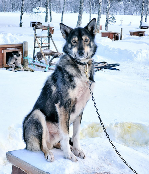 イケメンワンコ
