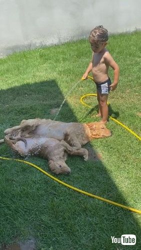「Kid Hoses off Golden Retriever Puppies on Hot Day || ViralHog」