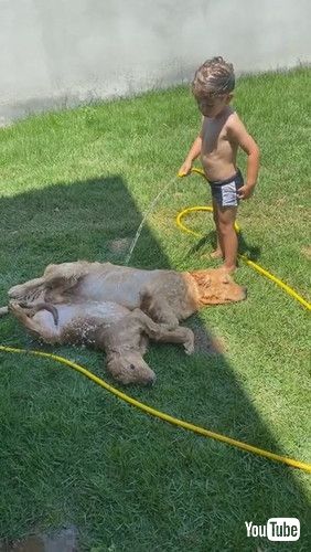 「Kid Hoses off Golden Retriever Puppies on Hot Day || ViralHog」
