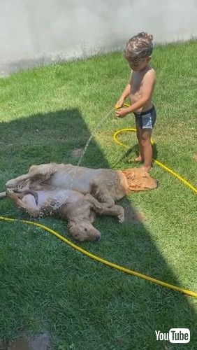 「Kid Hoses off Golden Retriever Puppies on Hot Day || ViralHog」