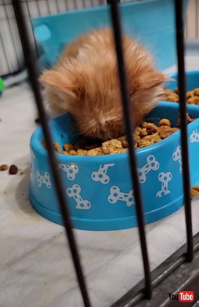 食べながら寝落ちする保護猫