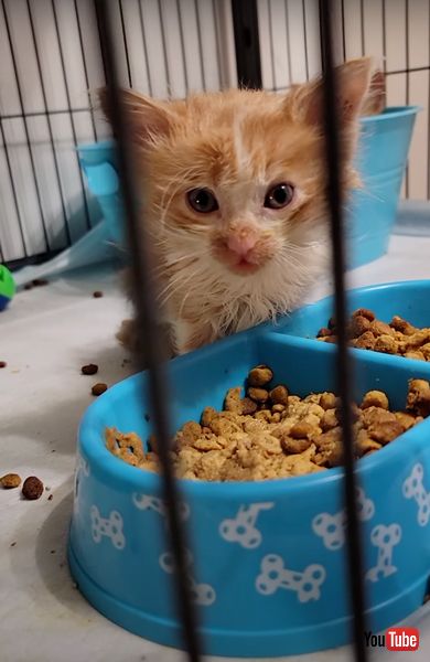 食べながら寝落ちする保護猫