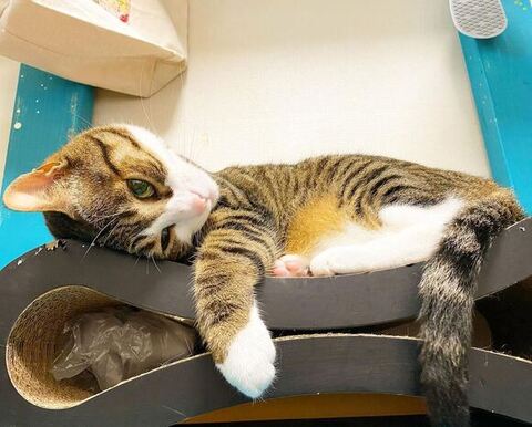 爪とぎで寝る球太くん