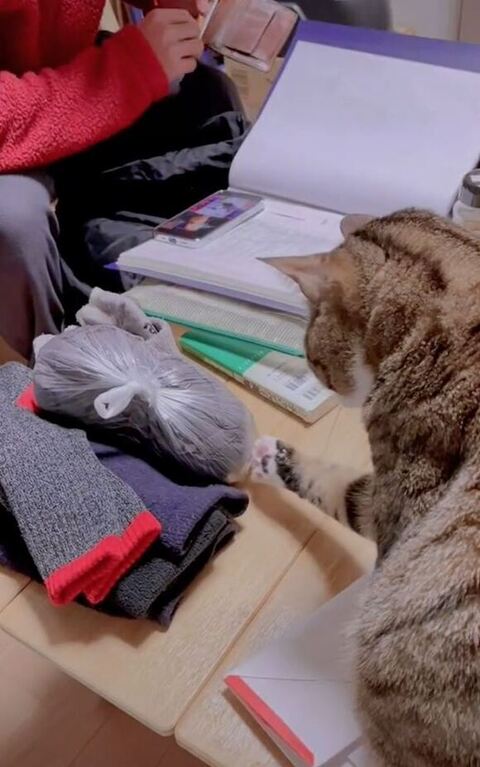 荷物をチョイチョイする球太くん