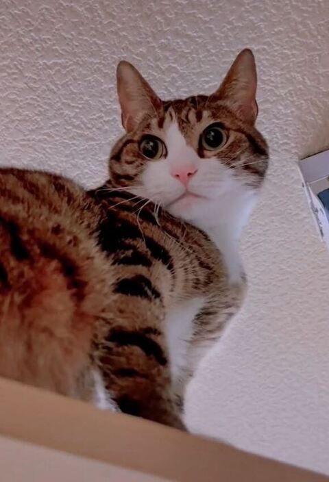 下から撮影した球太くん