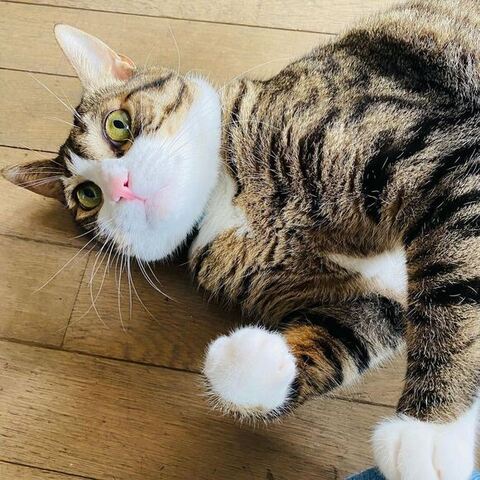 寝転ぶ球太くん