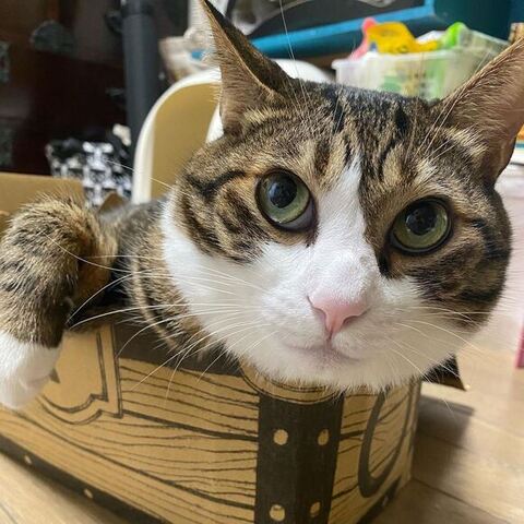 箱に入る球太くん