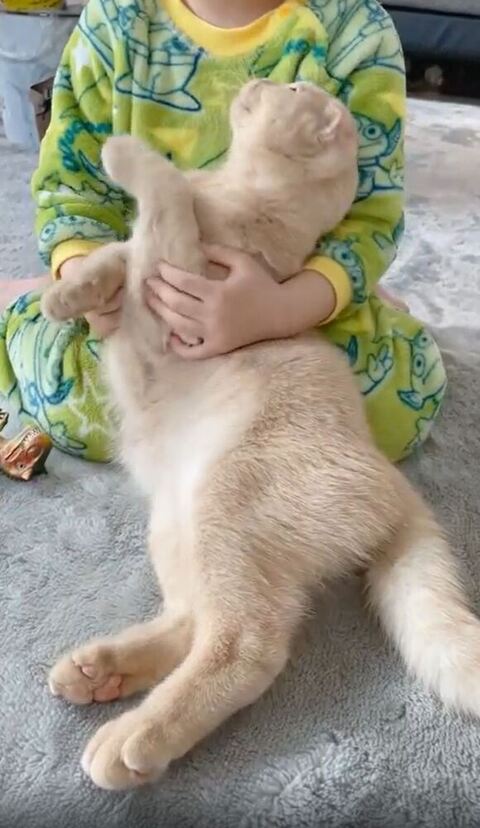 娘さんを見るもふるん