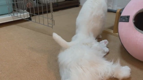 どっこいしょしちゃったしらたまくん