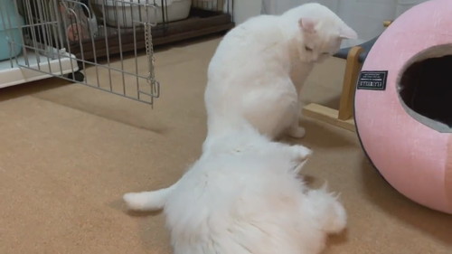 どっこいしょしちゃったしらたまくん