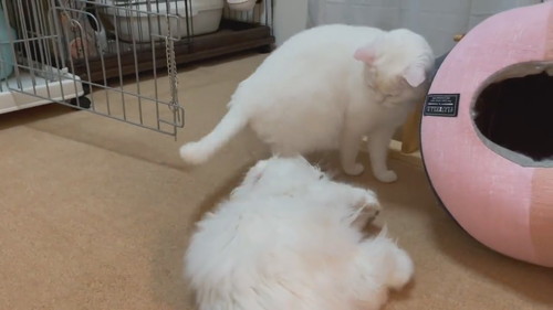 どっこいしょしちゃったしらたまくん