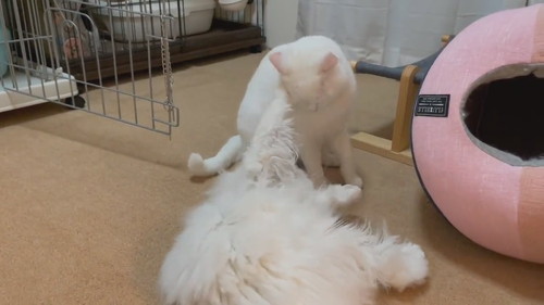 どっこいしょしちゃったしらたまくん