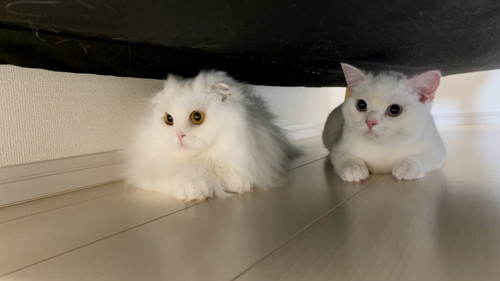 月ちゃんとしらたまくん