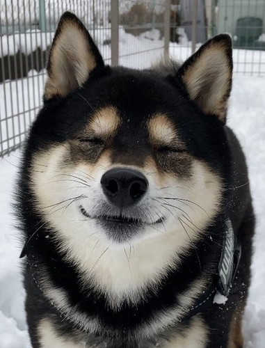 ワンコの笑顔