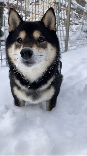 雪がうれしそうなワンコ