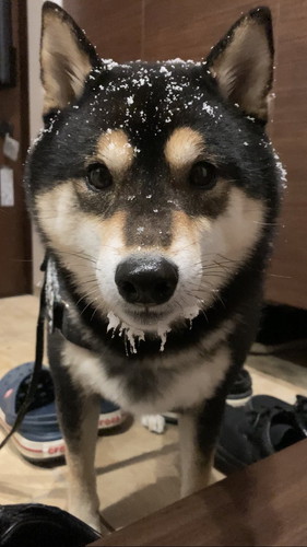 雪がついたワンコ