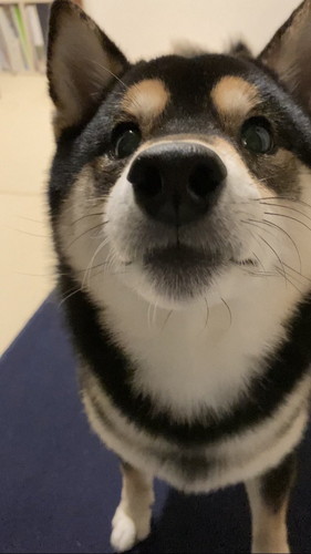 くりくりおめめの黒柴