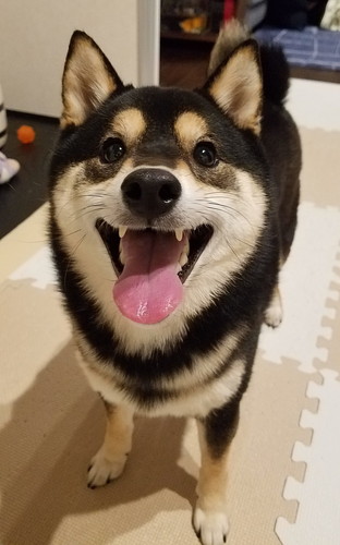 興奮する黒柴