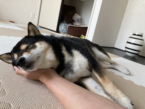 手のひらで眠るワンコ