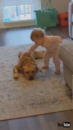 「Toddler Receives Kisses From Dog While Playing Doctor With Him - 1281470」