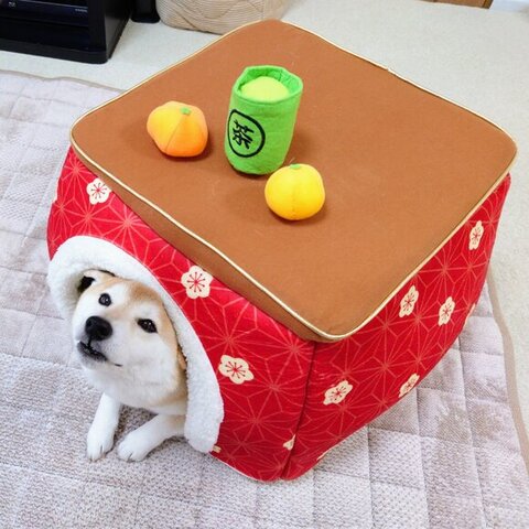 こたつに入るチャーミーちゃん