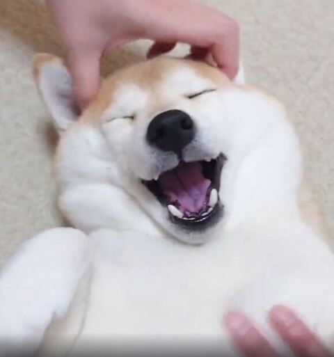 頭を撫でられるチャーミーちゃん