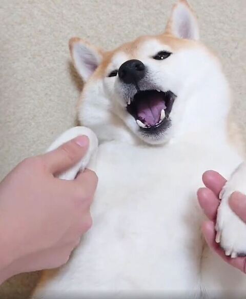 お手てニギニギされるチャーミーちゃん