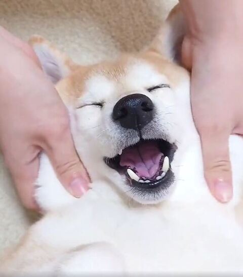 ほっぺたさわられるチャーミーちゃん