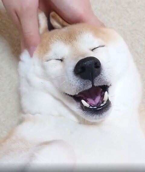 マッサージされるチャーミーちゃん